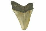 Serrated, Fossil Megalodon Tooth - North Carolina #295369-1